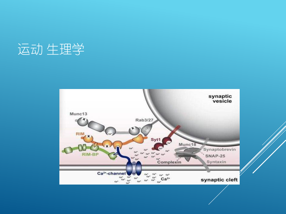 運(yùn)動(dòng)生理學(xué)PPT課件(全)_第1頁(yè)