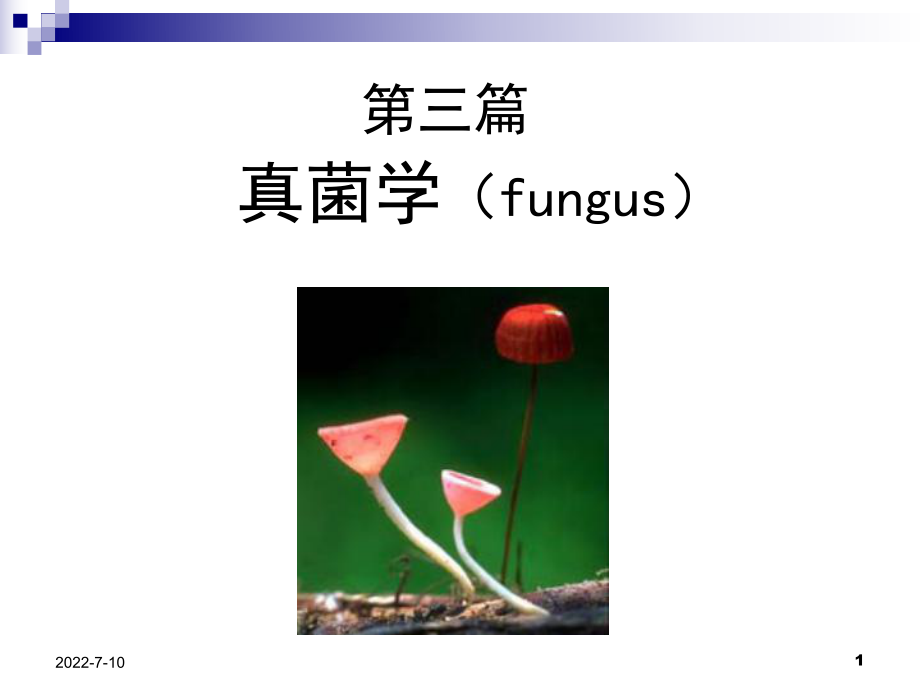 機(jī)會(huì)致病性真菌.ppt_第1頁(yè)