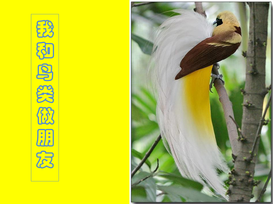 五年級(jí)上綜合實(shí)踐活動(dòng)《我和鳥(niǎo)類做朋友》.ppt_第1頁(yè)