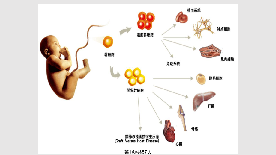 抗衰老项目PPT课件_第1页