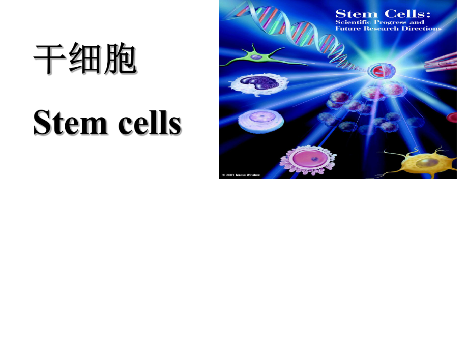 分子生物学：干细胞(3份)_第1页