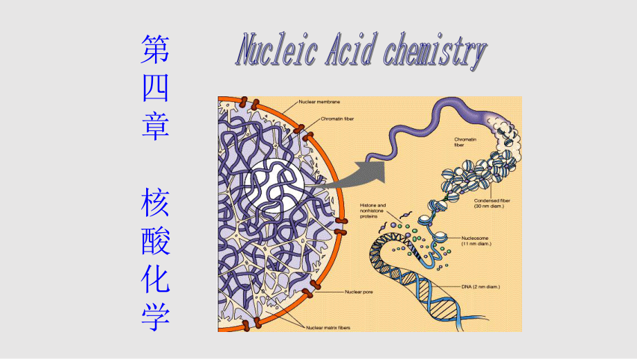 生物化學合工大核酸化學