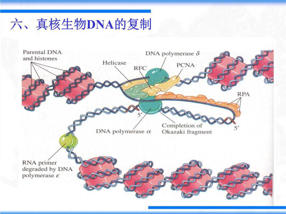 《DNA的復(fù)制和修復(fù)》PPT課件.ppt_第1頁(yè)