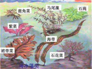 《地面上的植物》PPT課件.ppt