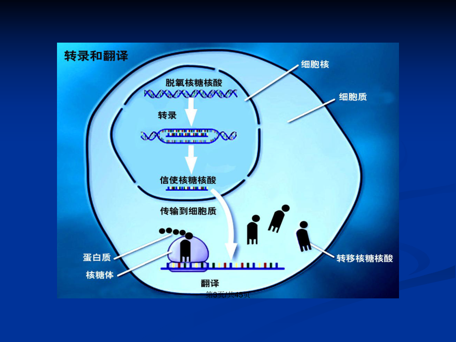 高中生物转录与翻译gong