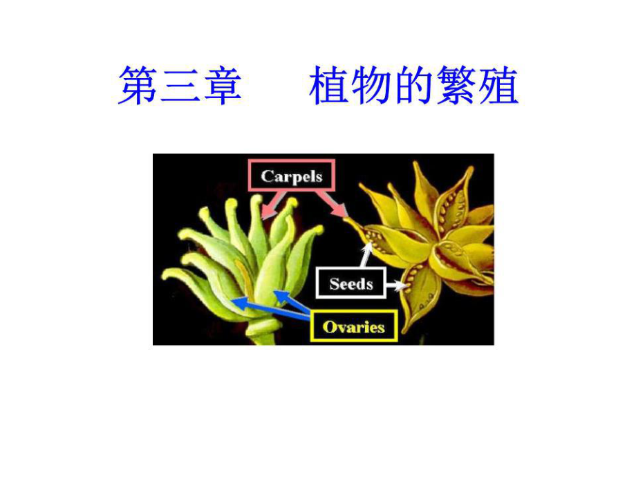 《植物的繁殖》PPT課件.ppt_第1頁