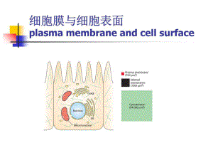 《细胞膜和细胞表面》PPT课件.ppt