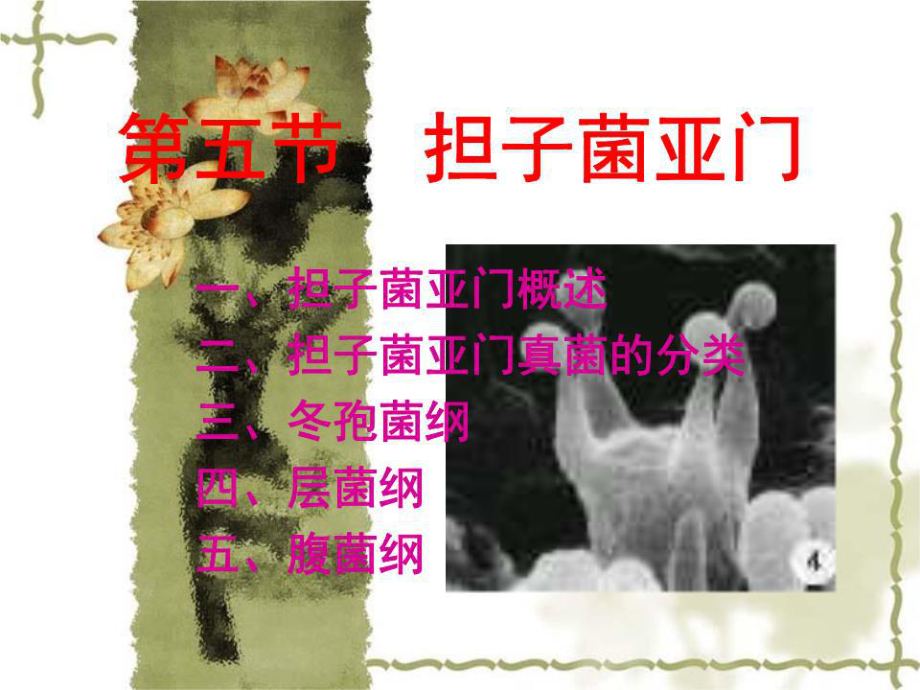 《真菌担子菌》PPT课件.ppt_第1页