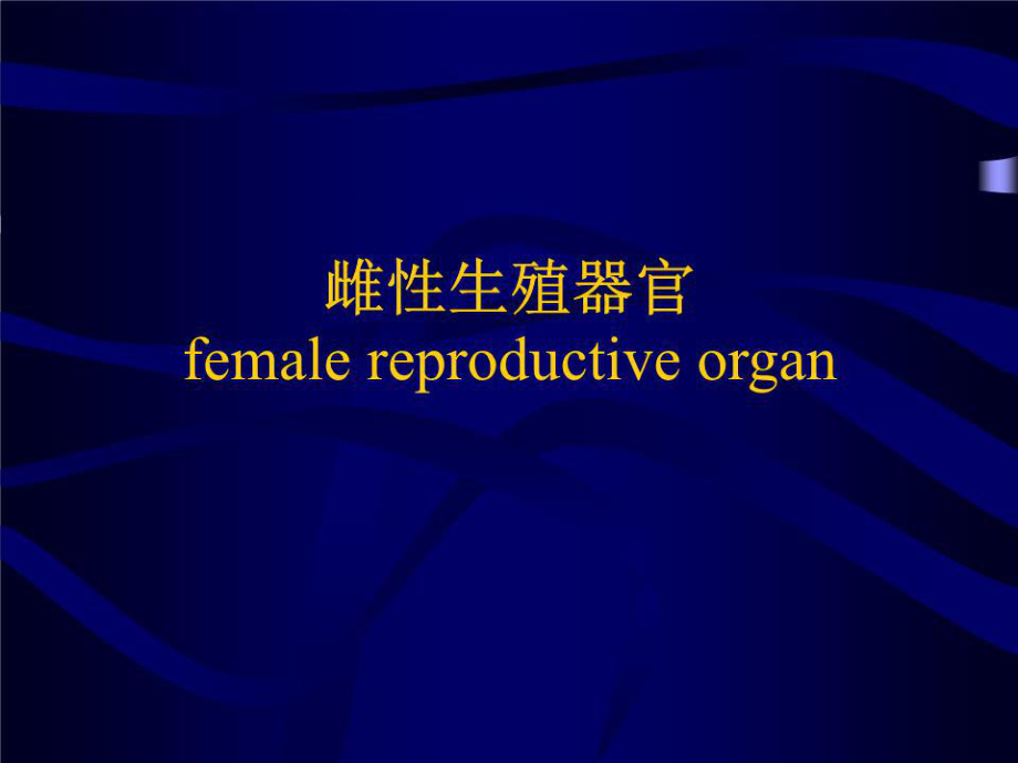《雌性生殖器官》PPT课件.ppt_第1页