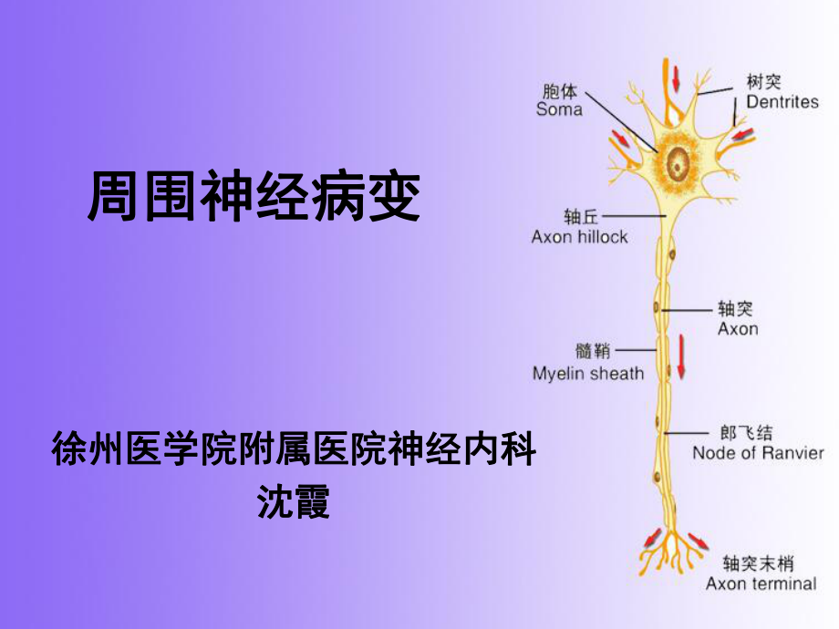 周围神经病变课件_第1页