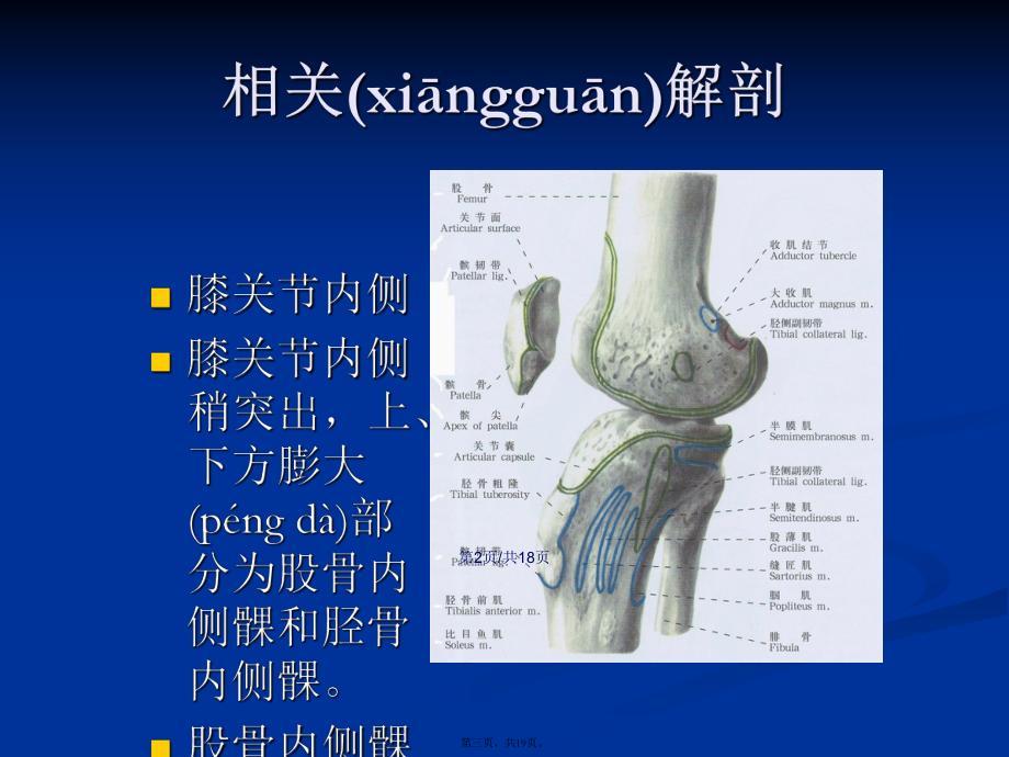 内侧副韧带解剖图片