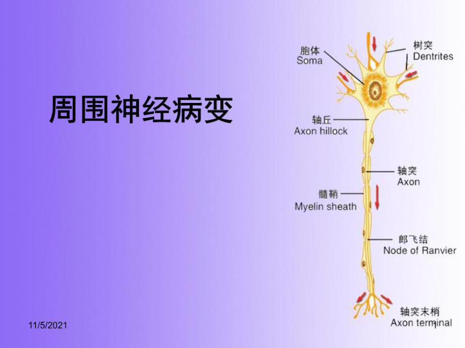 《周围神经病变》课件.ppt_第1页