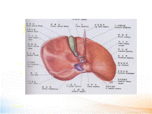 肝横断层解剖及CT