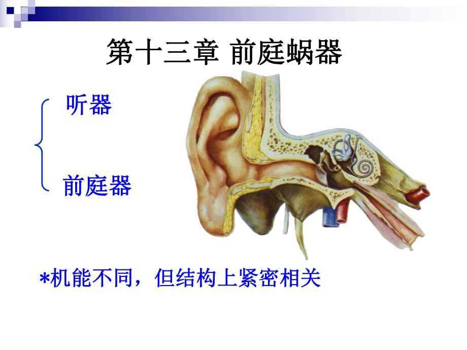 系统解剖学：前庭蜗器_第1页