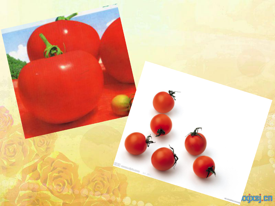 《番茄太阳》课件1_第1页