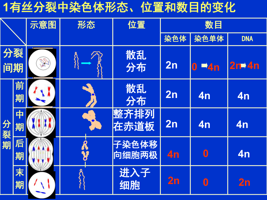 有絲分裂過程中的染色體dna和染色單體的變化規律