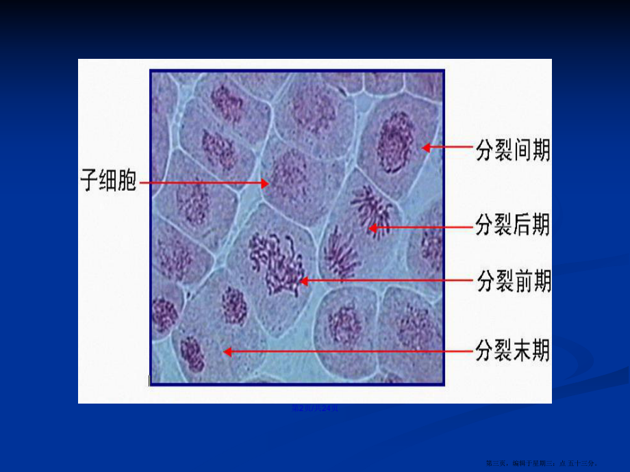 洋葱根尖细胞结构图片