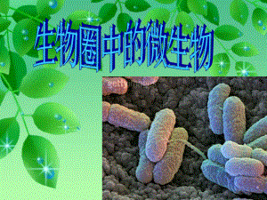 复习微生物(病毒、细菌、真菌)课件