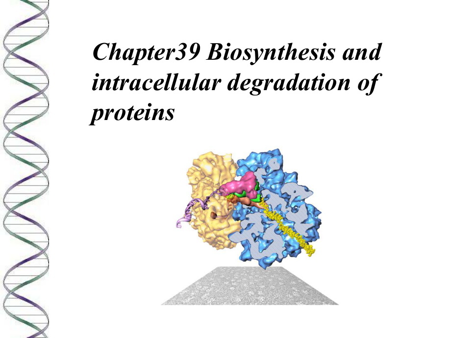 生物化学原理课件（英文）：Chapter39 Biosynthesis and intracellular degradation of proteins_第1页