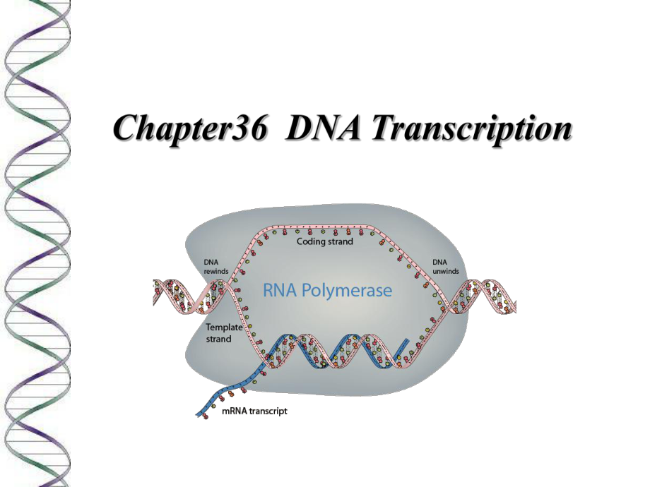 生物化学原理课件（英文）：Chapter36 DNA transcription_第1页