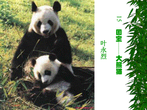 国宝——大熊猫