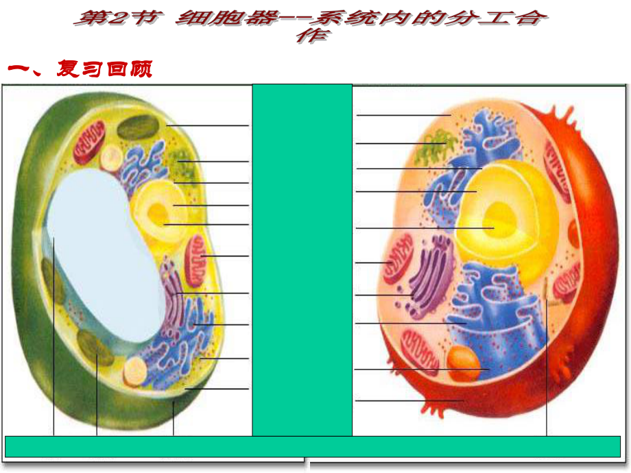 生物必修一 分子與細(xì)胞-第2節(jié)細(xì)胞器第2課時(shí)_第1頁