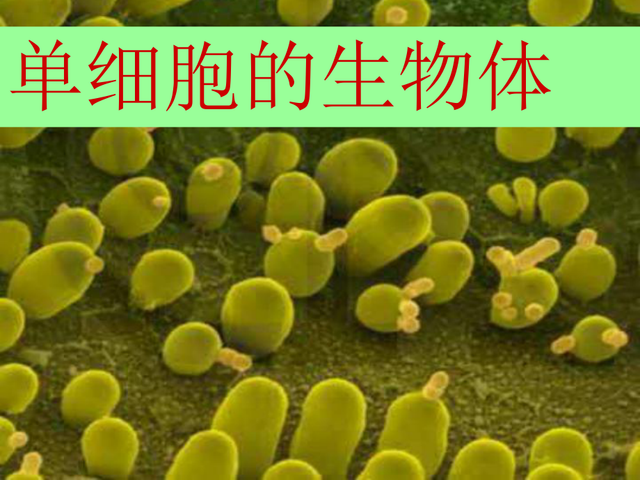 生物：83《單細胞的生物體》課件(蘇科版七年級下)[1]_第1頁