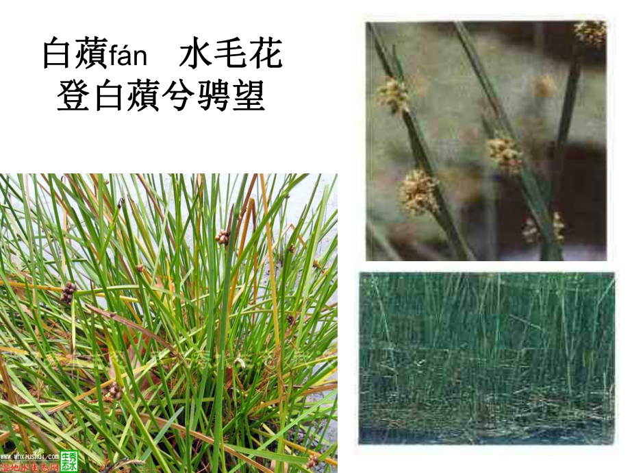 屈原《湘夫人》植物图谱说明_第1页