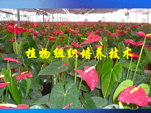 生物：12《植物組織培養(yǎng)技術(shù)》課件(蘇教版選修1)