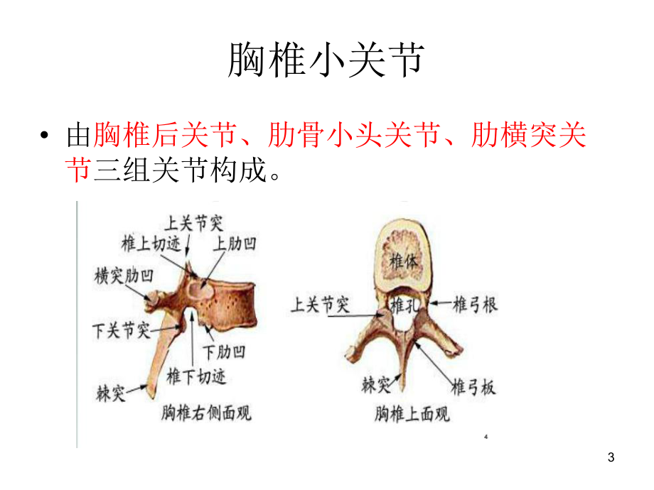 胸椎小关节紊乱ppt课件ppt