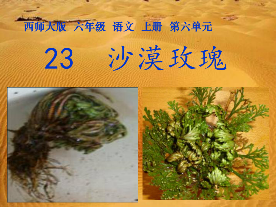 23《沙漠玫瑰》教研課件_第1頁