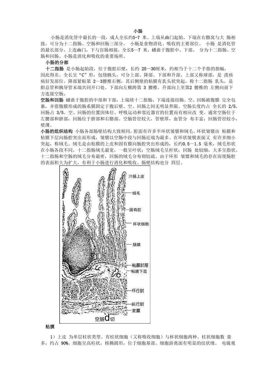 小肠是消化管中最长的一段_第1页