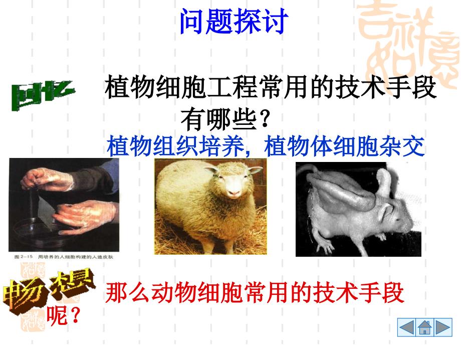 221动物细胞培养和核移植技术_第1页