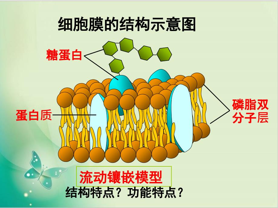 人教版《物质跨膜运输的方式-》课件15_第1页