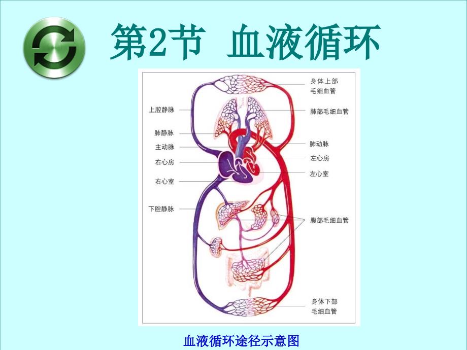 初中生物_血液循环课件15_第1页