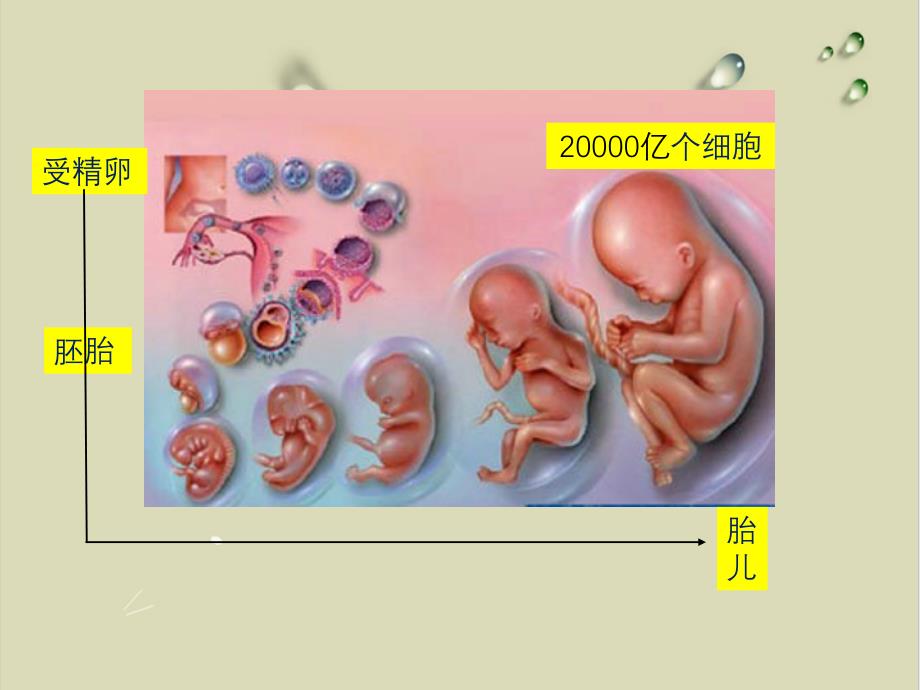 基因的选择性表达及表观遗传实用课件_第1页