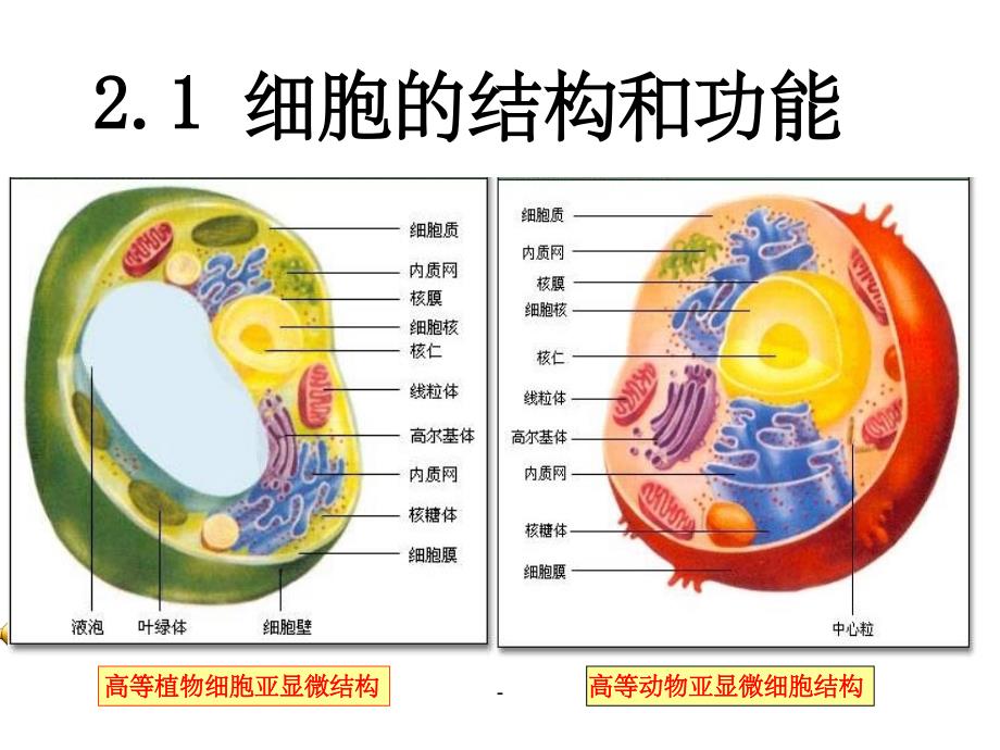 细胞的结构和功能课件_第1页