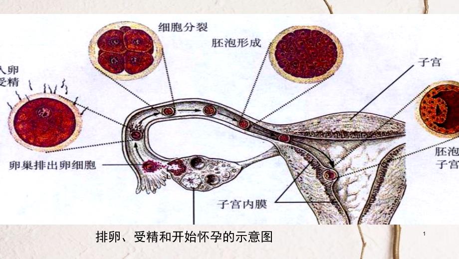 广东中山市七年级生物下册 4.1.3 青春期课件 （新版）新人教版_第1页