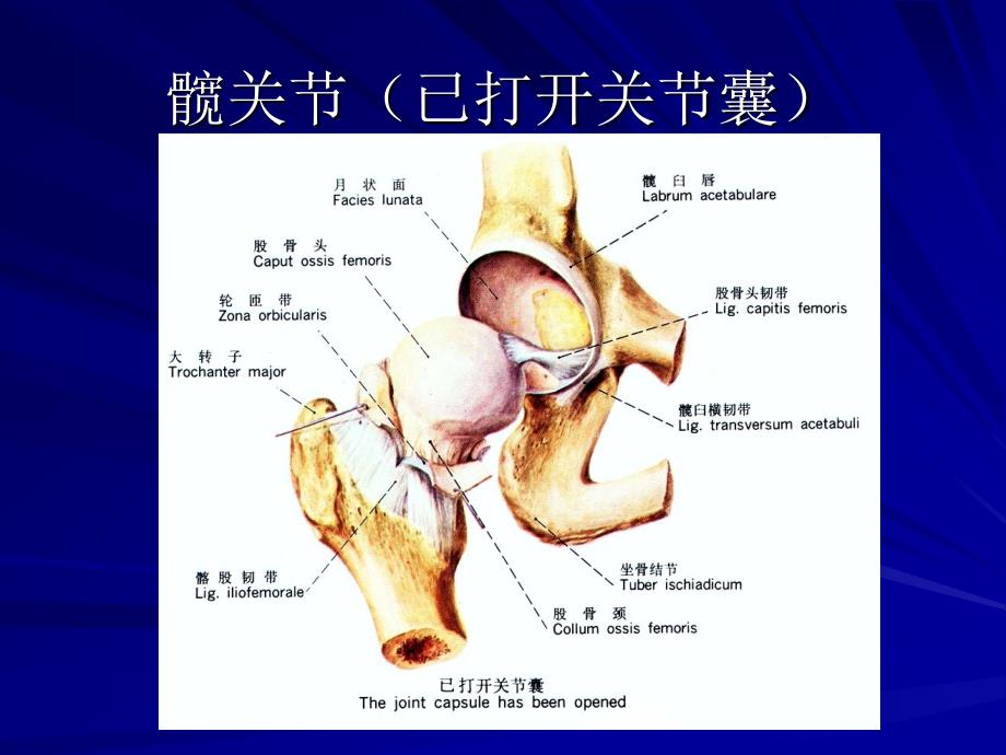 髋关节运动学解答课件_第1页