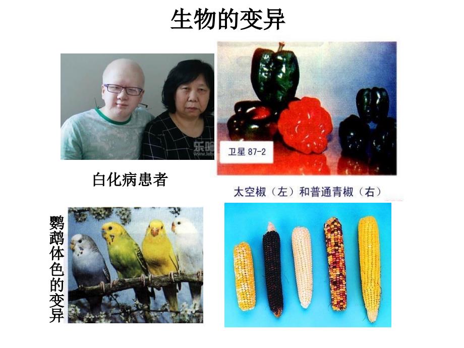 苏教版高中生物必修二基因突变课件_第1页