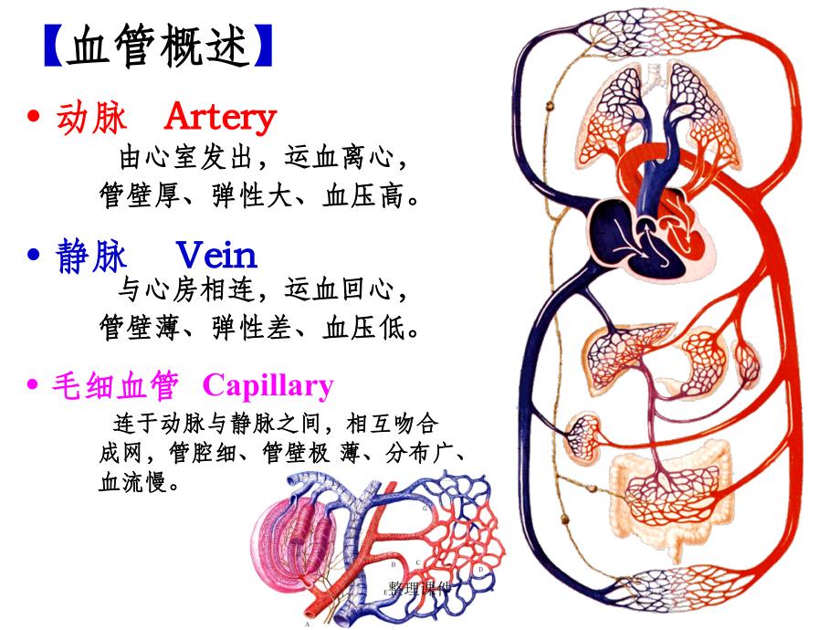 《脉管系统动脉》课件_第1页