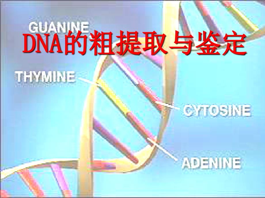 NA的粗提取与鉴定_第1页