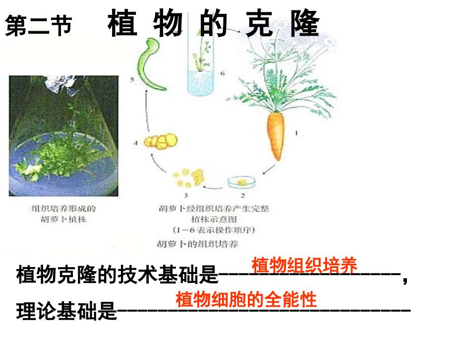 植物细胞的全能性_第1页