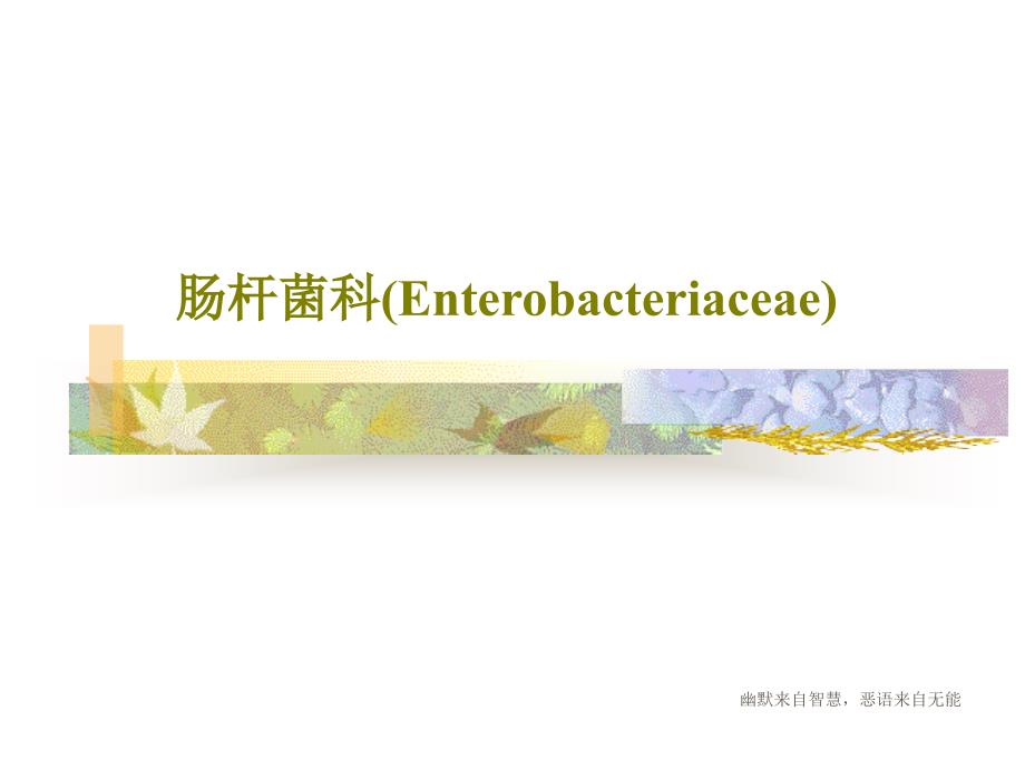 肠杆菌科（Enterobacteriaceae）课件_第1页