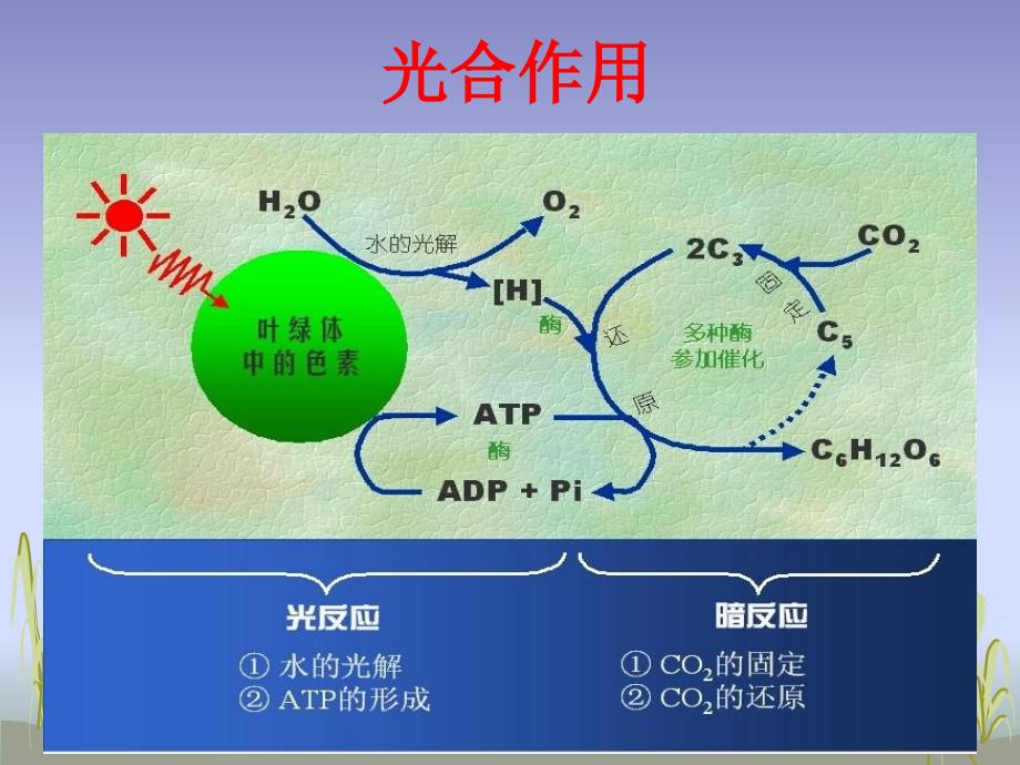 高中生物《光合作用》名师公开课省级获奖ppt课件_第1页