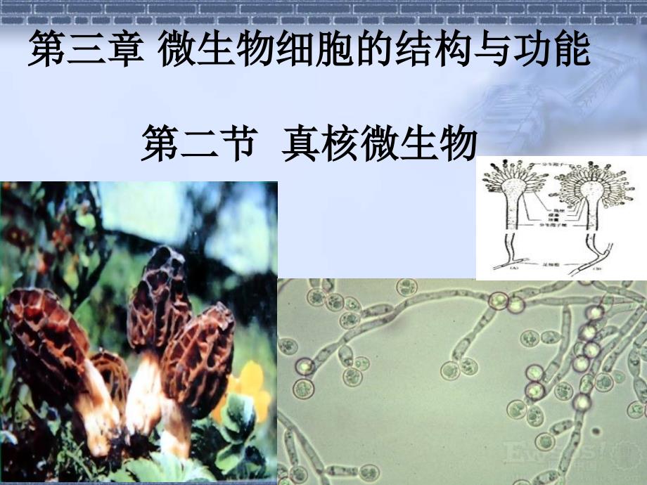 微生物细胞的结构与功能真核微生物_第1页