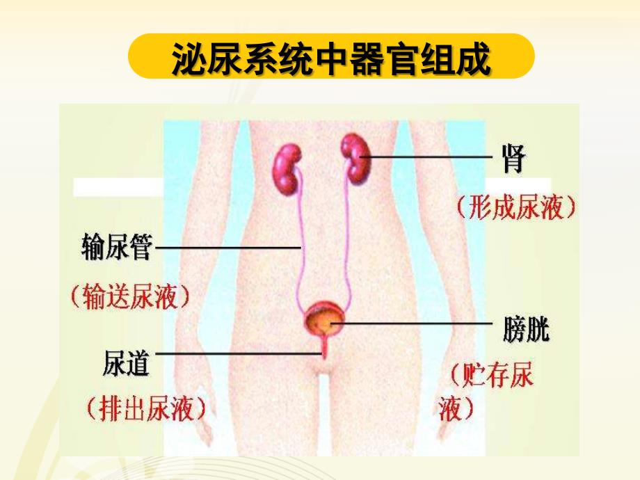 学前儿童的泌尿系统的特点及保育_第1页