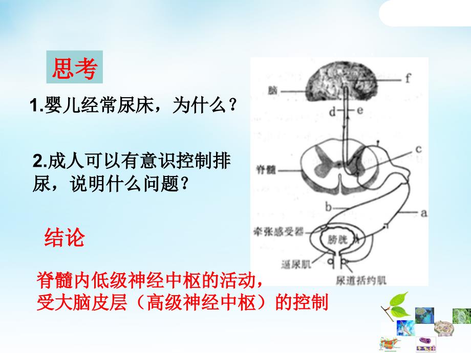 2.3神经调节与体液调节的关系课件_第1页