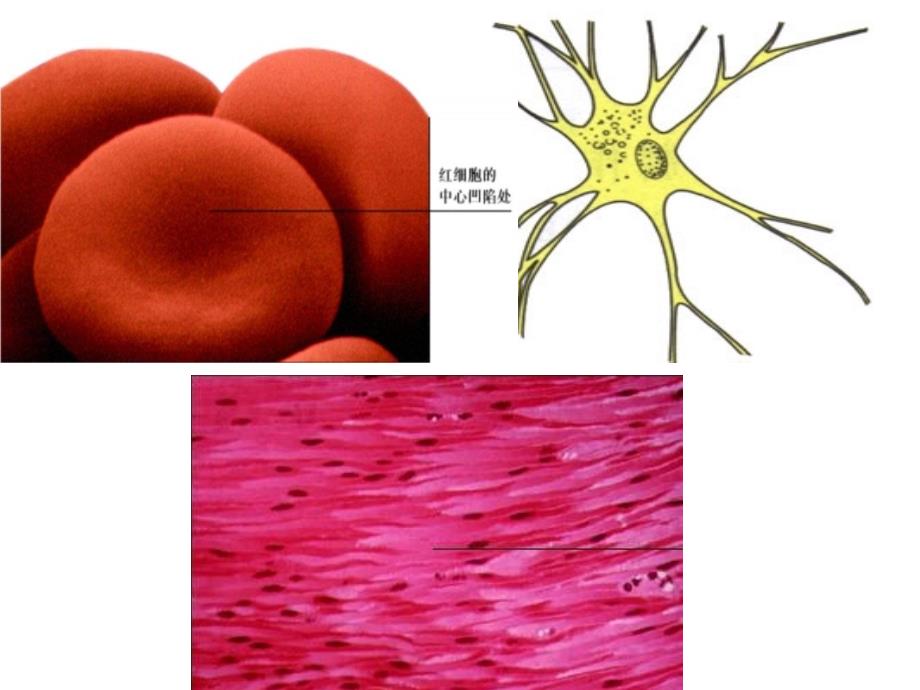 细胞分化癌变衰老PPT课件_第1页