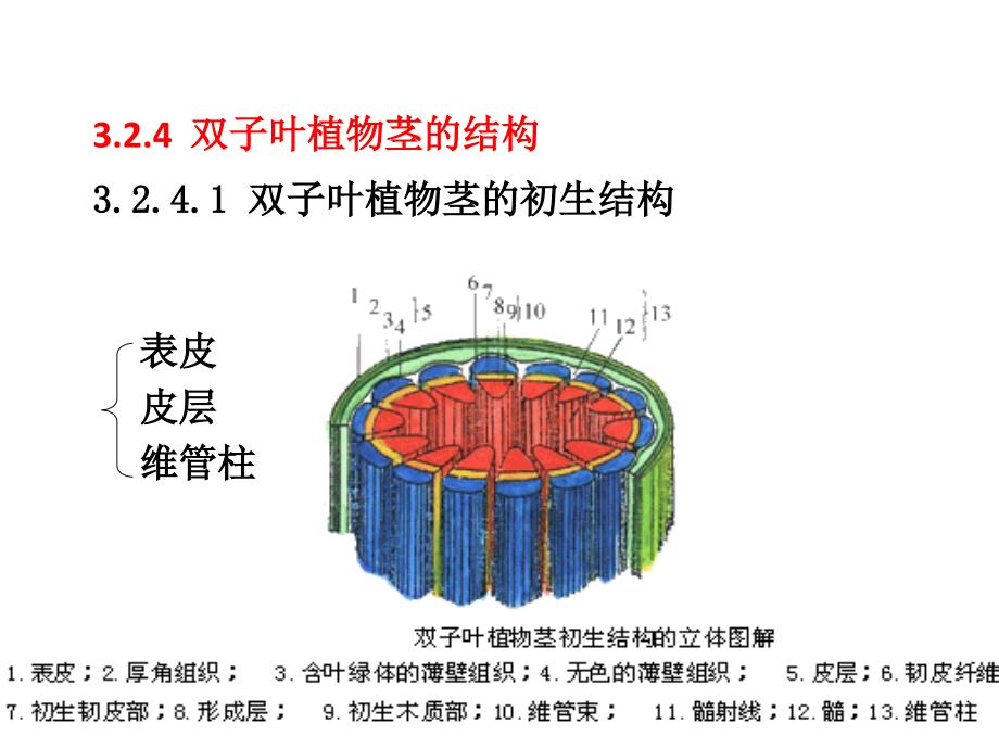 《植物学教学资料》双子叶植物茎的结构_第1页